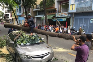 大樹被吹倒砸中汽車，導致該區的交通受阻。（圖源：黎豐）