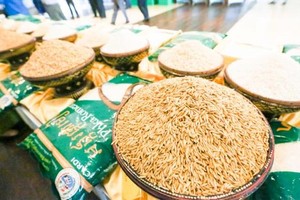 前５月柬埔寨向近 70 個國家出口大米。（示意圖源：互聯網）