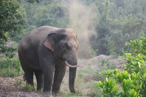 最近野象經常出來破壞該鄉的第五、六、七村農民的農作物及財產，造成數百萬元的損失。（圖源：越通社）