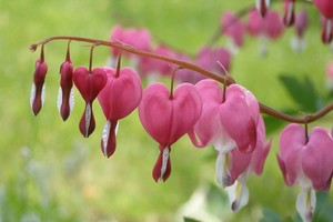 （示意圖源：互聯網）