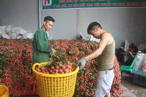 海防市呼籲每公務員買 20 公斤荔枝。（示意圖源：V.H）