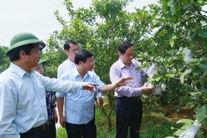 陳清敏同志（右）參觀考察橙果園。（圖源：葉榮）