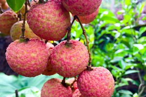 北江荔枝銷往30多個國家與地區。（示意圖源：杜香）