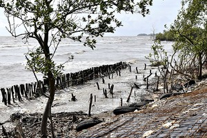 目前金甌省的河畔與海岸坍塌情況日益嚴重且複雜多變，難以預測。（圖源：金甌角報）