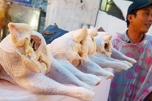 圖為平盛郡吳必素街旁兜售的廉價蛋雞。（圖源：阮智）