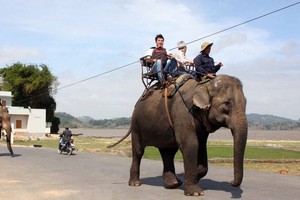 遊客騎大象參觀。（圖源：越通社）