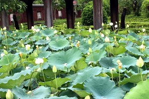 太易湖中綻放的白蓮花一瞥。（圖源：國越）