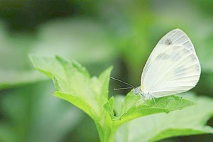 （示意圖源：互聯網）