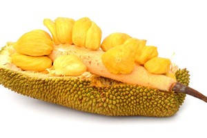 市平民醫院的醫生最近對吃過多菠蘿蜜，導致嚴重腸梗阻的H.Đ.T(63歲，家住本市)病人施手術急救。（示意圖源：SHUTTERSTOCK）