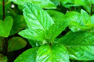 像薄荷一樣芬芳。（示意圖源：互聯網）