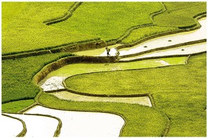 《高山區梯田》　　陳傑魯 攝