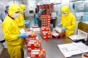 芹苴市加工蝦隻銷往外國市場。（圖源：VOV）