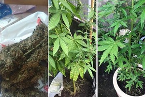阿K向筆者介紹的大麻（左圖），以及年輕人透過網絡分享在家種植大麻的方法。