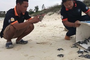 保護區工作人員將這51隻小海龜放歸大海自然環境。