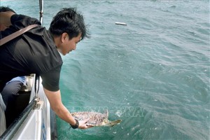 平順省水產分局代表把珍稀玳瑁放歸大海。（圖源：越通社）