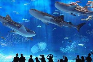 美之海水族館。