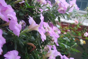 牽牛花的春天。（示意圖源：互聯網）