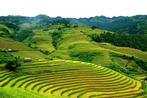 平寮也有綿延的梯田。