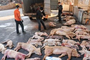 從本月3日起，中國在13個省、市發現49個以上的疫區，最近又在雲南省發現，導致21萬頭豬被燒毀。（示意圖源：互聯網）