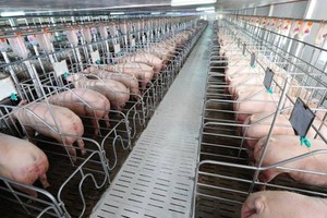 出口中國豬肉金額突破 10 億美元。（示意圖源：互聯網）