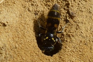 （示意圖源：互聯網）