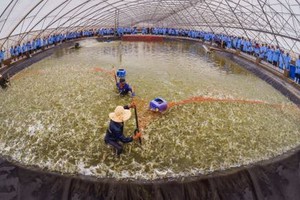 達世界衛生標準的越澳蝦苗養殖場一瞥。（圖源：越通社）