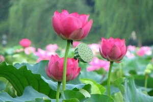 （示意圖源：互聯網）