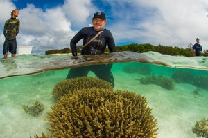 哈里森與其團隊展開大型的珊瑚再生計劃。（圖源：互聯網）