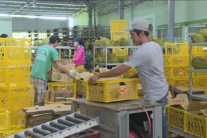 我國企業向中國出口榴槤。（圖源：段羽）