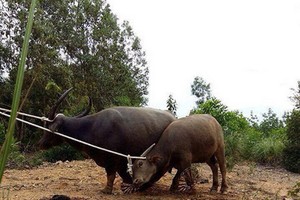 兩頭水牛頂死主人。（示意圖源：互聯網）