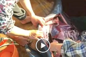 引發公憤的臉書直播殺害海豚畫面。（圖源：視頻截圖）