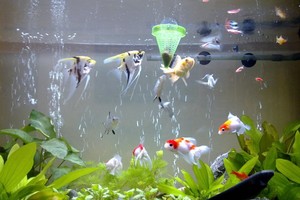 （示意圖源：互聯網）