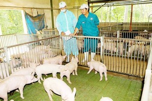 越南畜牧業在CPTPP生效後面臨的挑戰之一是規模小和按價值鏈飼養的模式未普遍。