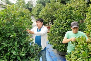 平政縣中山梅園人員正在照料梅花。