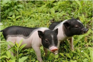 （示意圖源：互聯網）