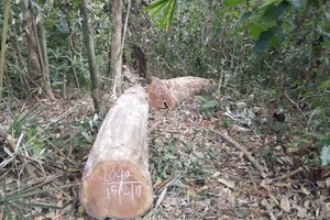 現場剩下被砍倒的樹木。（圖源：明祿）