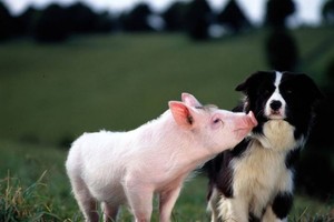 （示意圖源：互聯網）