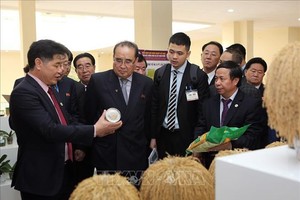 朝鮮勞動黨執行委員會副委員長李洙墉（中）與代表團參觀越南農業科學研究院的農產品陳列室。（圖源：楊江）