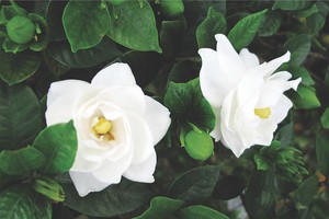 梔子花。（圖源：互聯網）