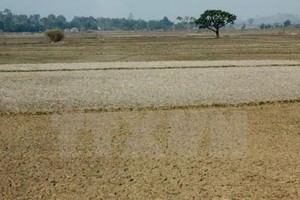 九龍江平原往年海水入侵災害。（圖源：越通社）