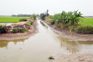 在檳椥、隆安和前江等省，海水開始入侵田野，導致生產和生活遇上困難。（示意圖源：互聯網）