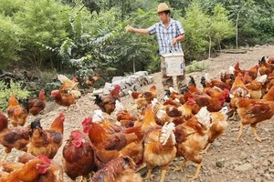 （示意圖源：互聯網）