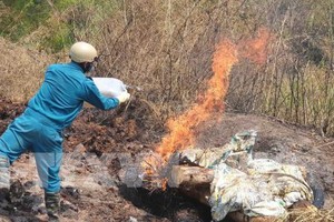 本月11日下午，職能力量在溪邊用火銷毀上述死豬。（圖源：越通社）