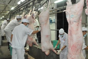 本市某豬隻屠宰場。