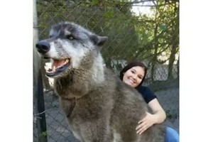 由狼與狗雜交所生下的巨犬Yuki，有著87.5%灰狼、8.6%哈士奇及3.9%德國牧羊犬血統。（圖源：互聯網）