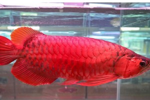 （示意圖源：互聯網）