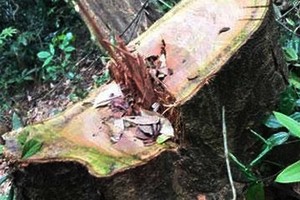 被砍倒的一棵格木大樹。（圖源：人民報）