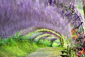 河內藤園一瞥。（圖源：互聯網）