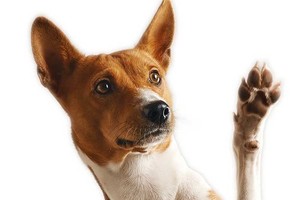 （示意圖源：互聯網）