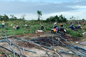 陳敏的胡椒園被砍伐，民眾前來採摘胡椒。
